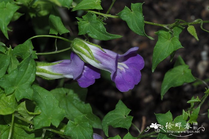 风铃花怎么养