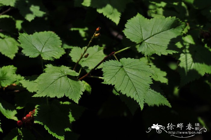 绚丽海棠树图片