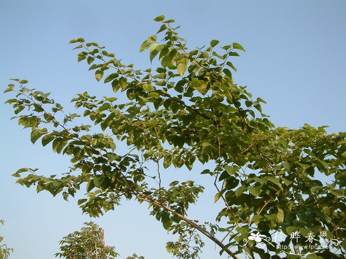 幸福树开花