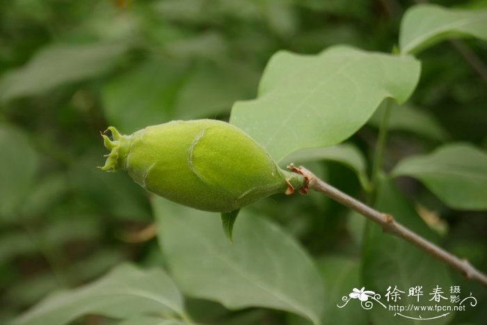 菠萝莓