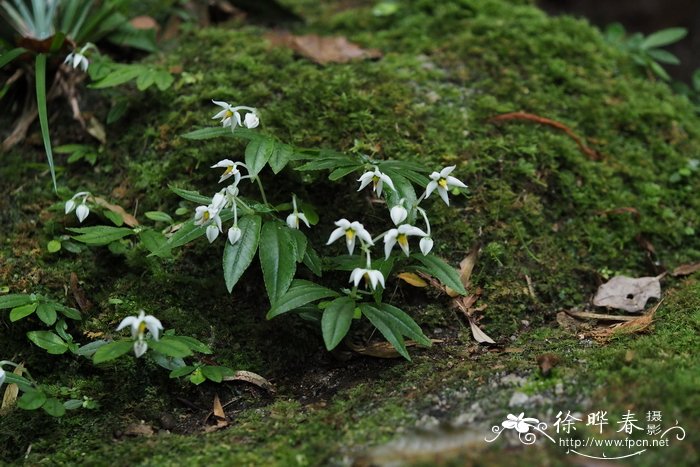 郁金香花期多久