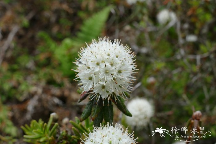 麻麻花