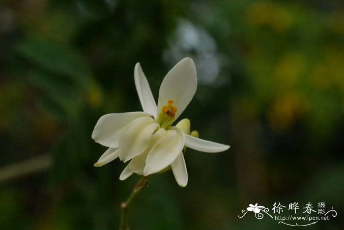 花木盆景