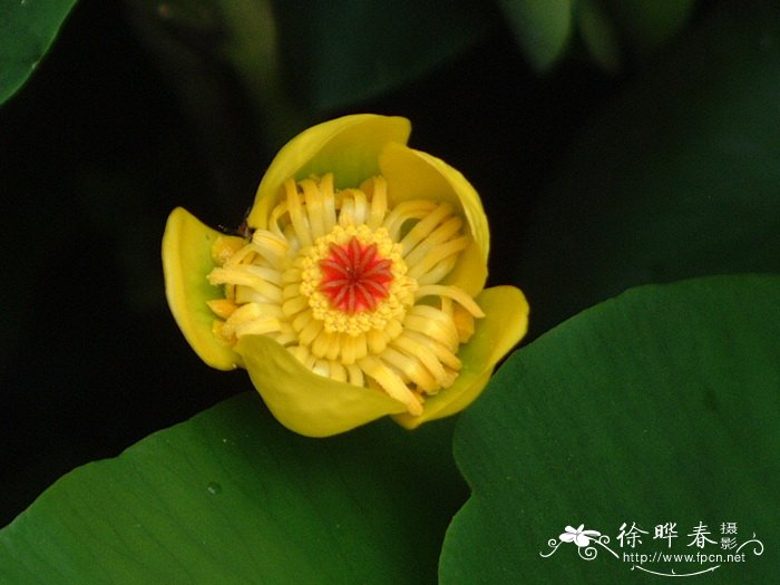 滴水观音植物图片