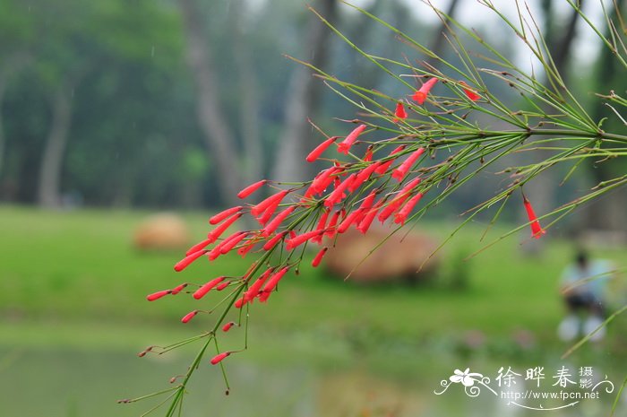 穿心莲图片植物图片