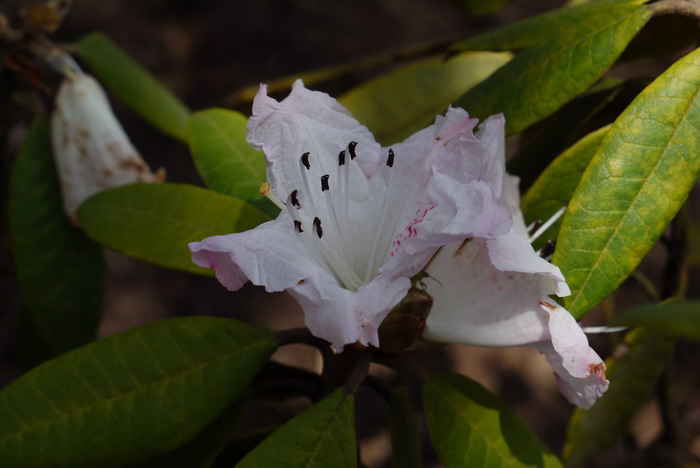 刺梅花