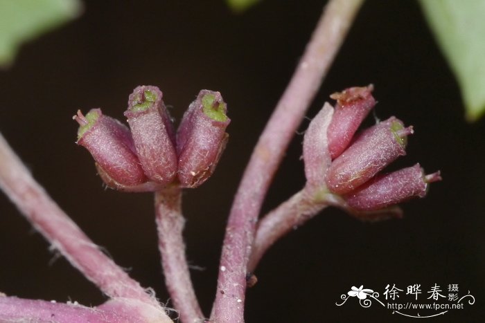 教师节送什么花