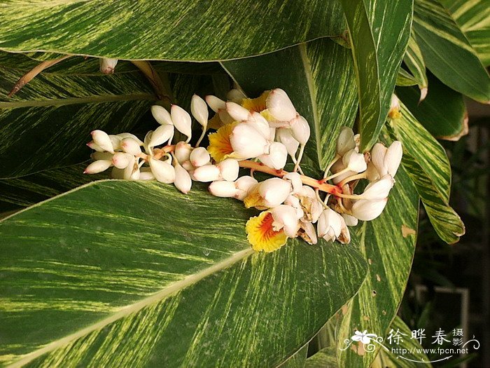 枸杞图片植物图片