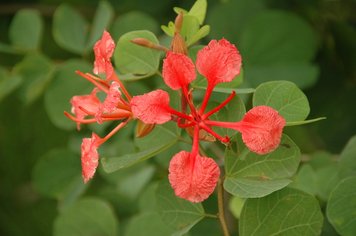 33朵粉玫瑰花语