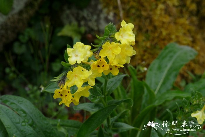 5月开什么花