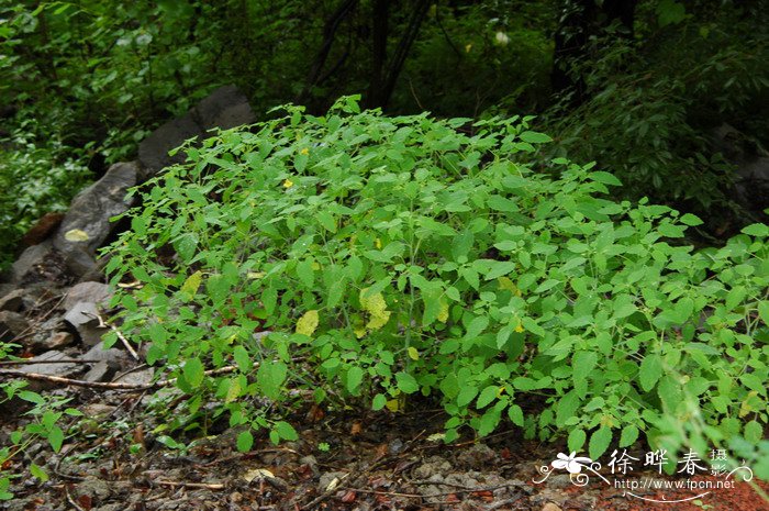 占地苹果苗