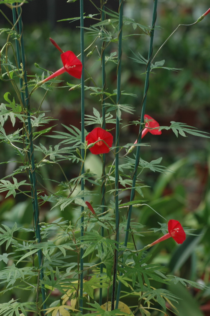 常见花卉图片及名称