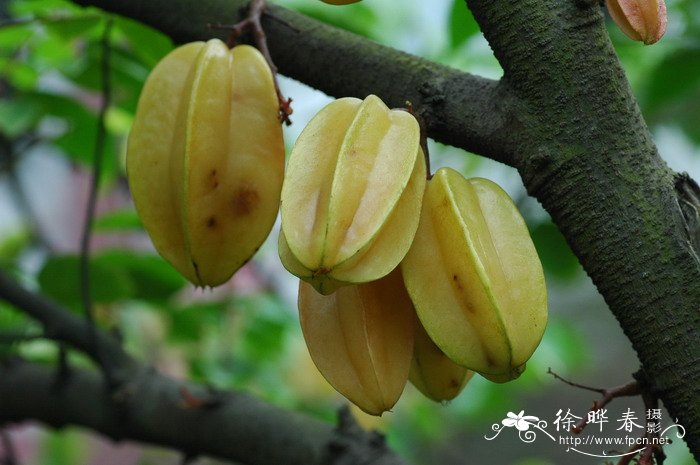 山茶花是哪个市市花