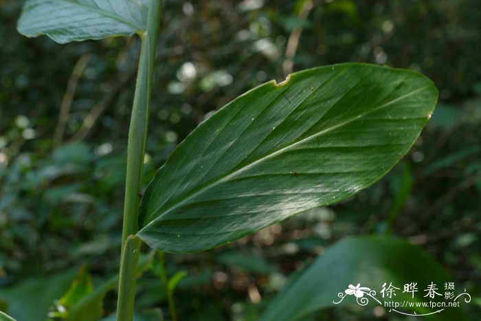 枸杞怎么吃效果最好