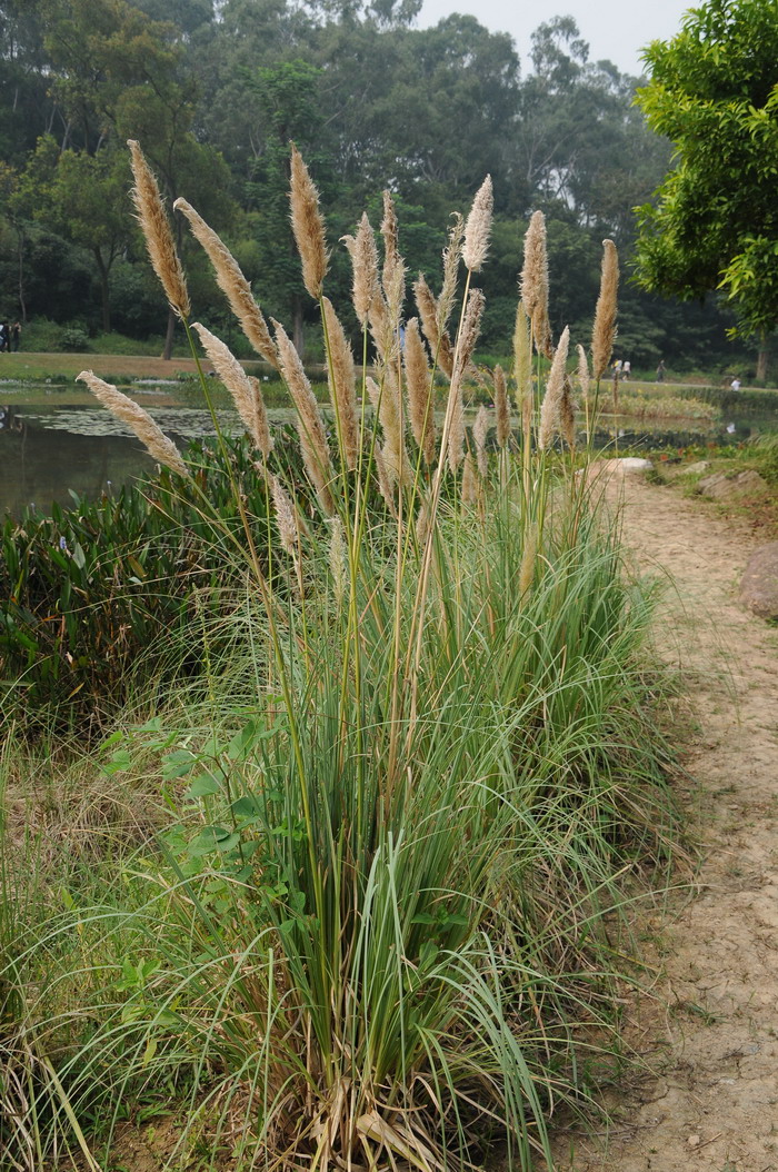 何首乌图片 植物图片