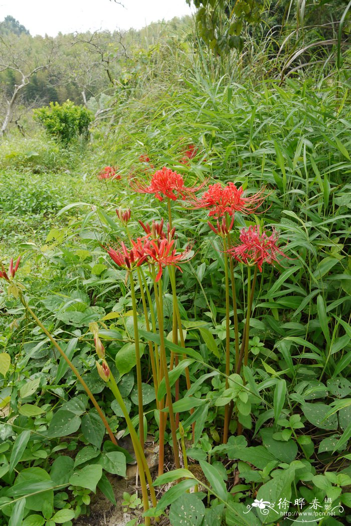 榕树花图片