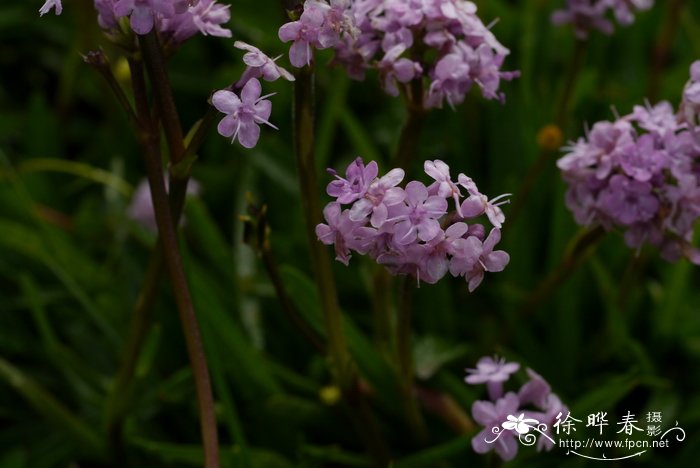 黑果花秋的功效与作用