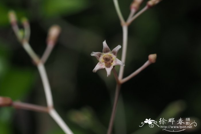 玉兰花的介绍