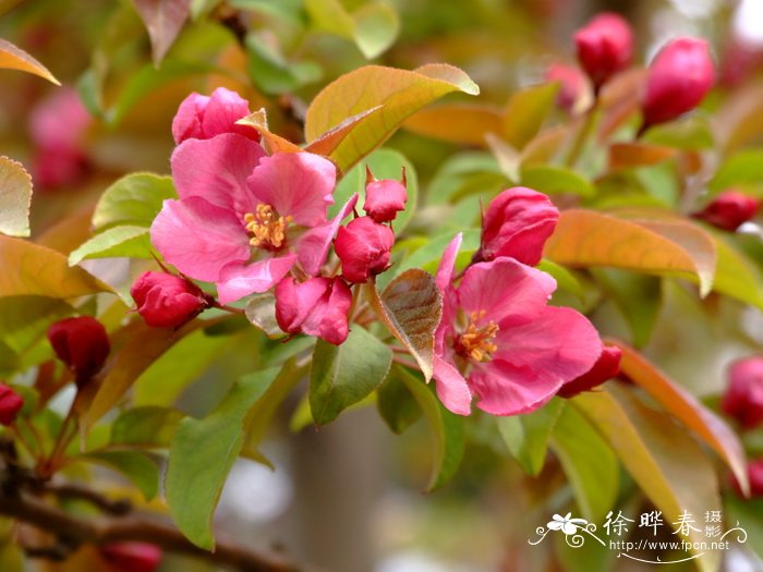 杭州的市花是什么