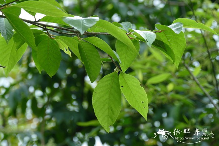 白芨种植技术