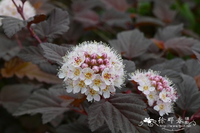 各种花的花语和象征意义