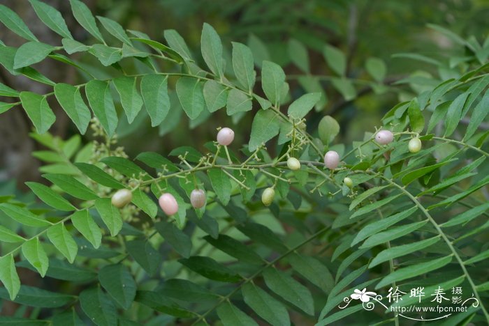 蜡梅花的图片