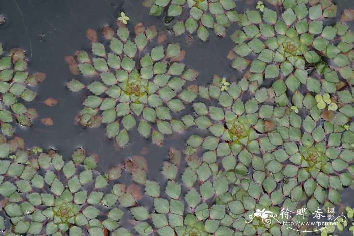 19朵玫瑰花语是什么意思