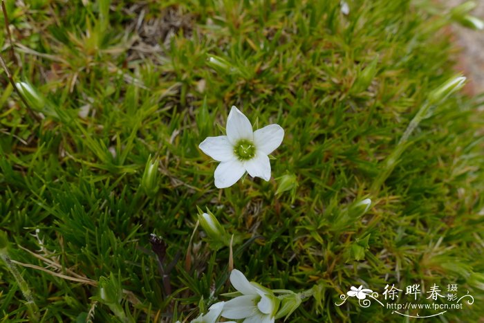 含羞草图片 植物图片