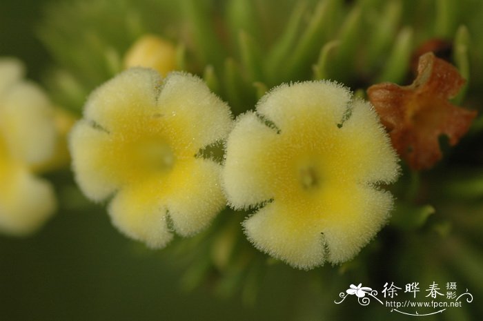 白玉兰花图片