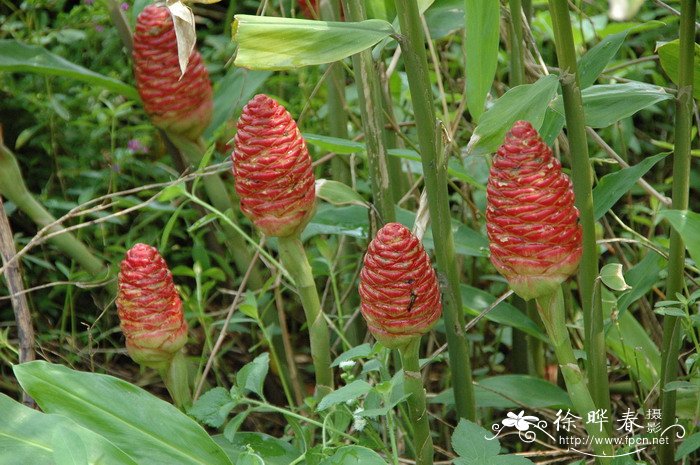 漂亮图片 风景图片 鲜花