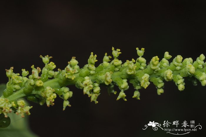 芍药花的图片