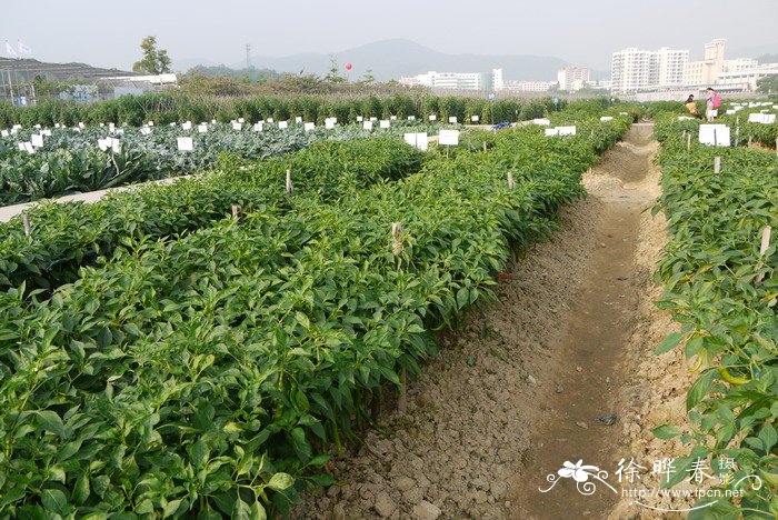 茜草花语