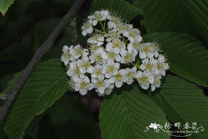 忘忧草是黄花菜吗