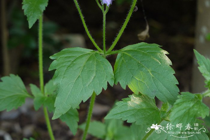 水仙花养多久开花