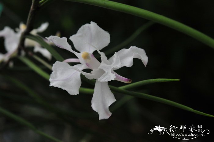 油菜花图片大全