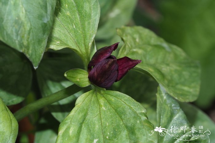 山茶花是哪个市市花