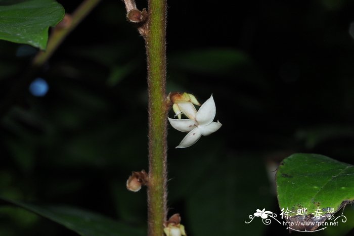 自制兰花土配方大全