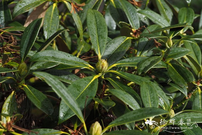 牵牛花是什么季节开的