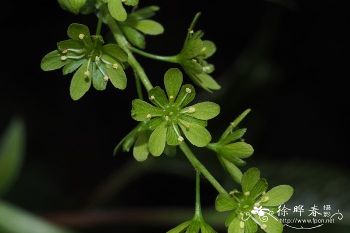 仙人球的花语是什么