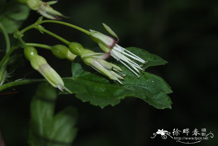 榕树花图片