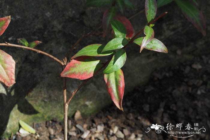 向日葵怎么种植小盆栽