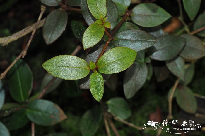 冬天开的花有哪几种花