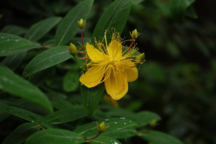 金银花种植成本及利润