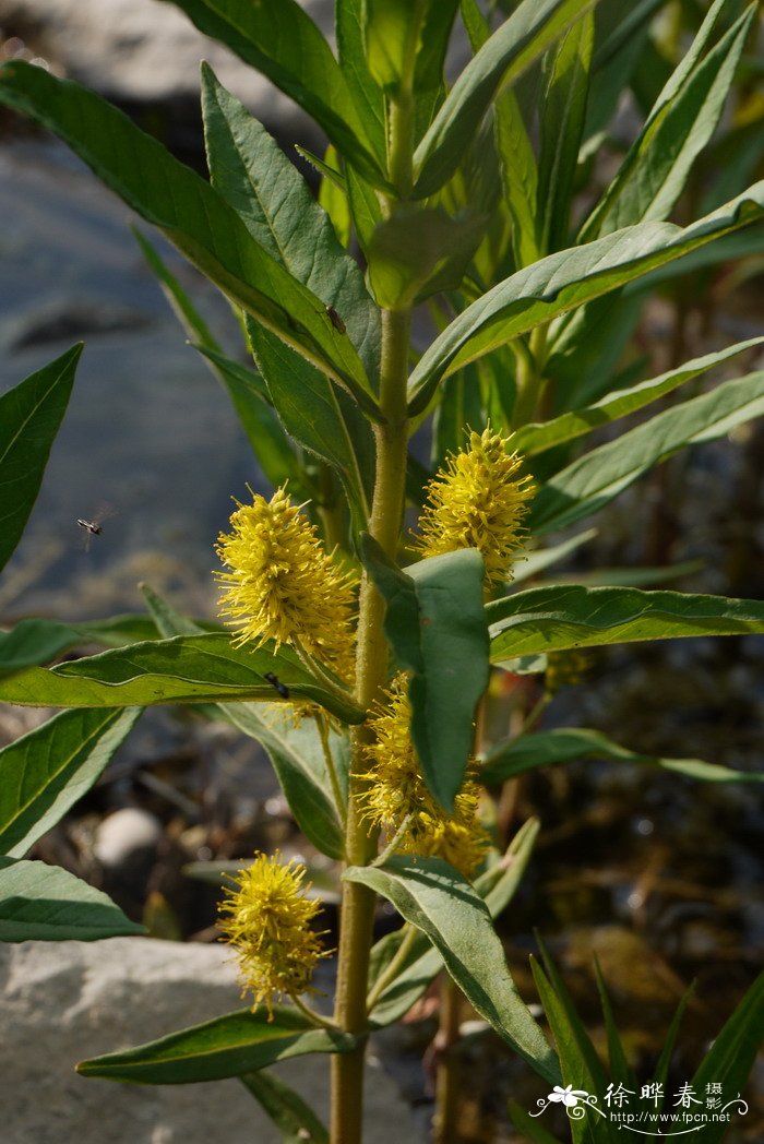 黄顶菊