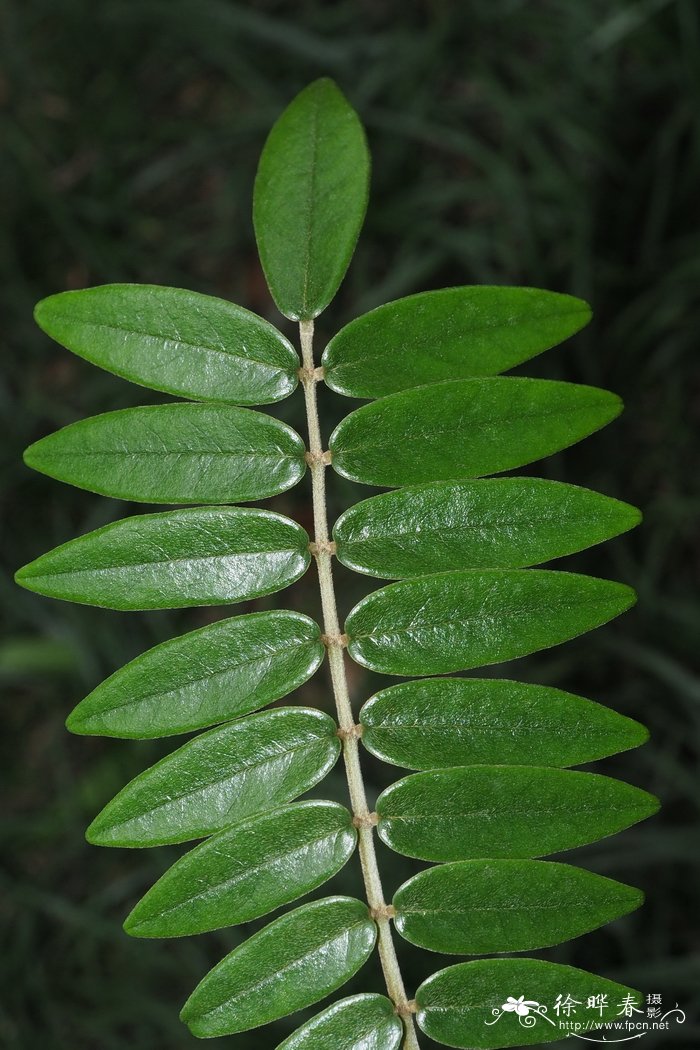 皱菊