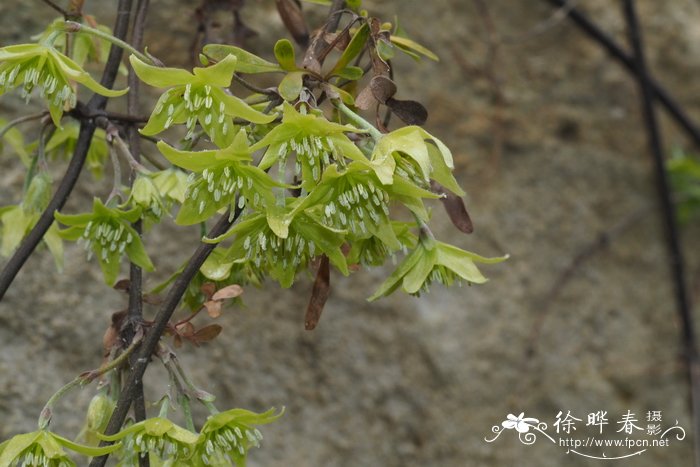 郁金香花期多久