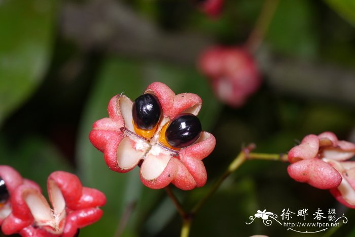 绣球花品种哪个好