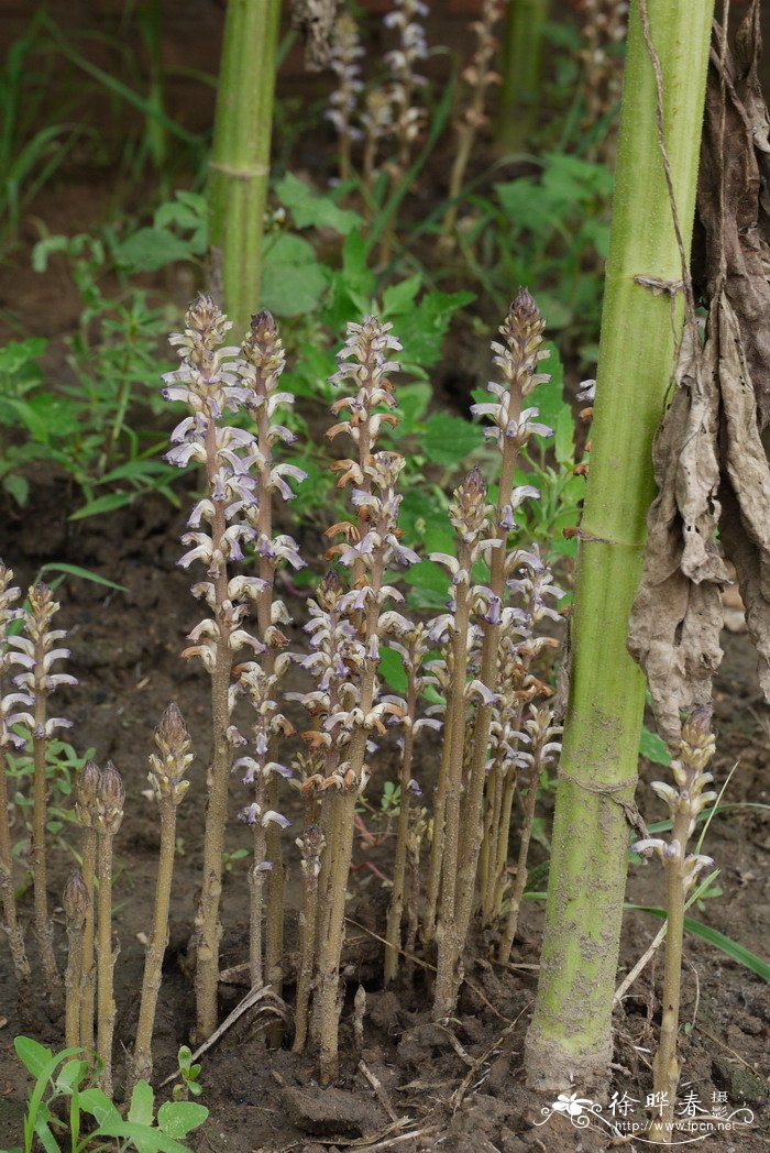 穿心莲图片植物图片