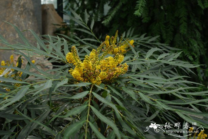 高山槐花开