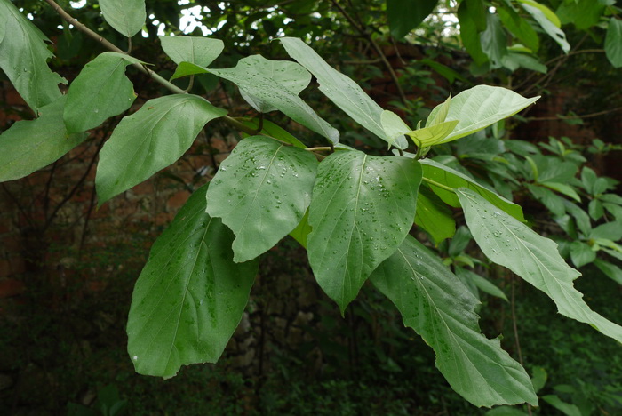 石楠